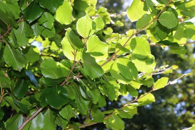 Fagus sylvatica 'Zlatia' - lesní - listy (21)